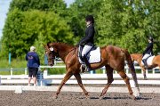 Demi-pension sur poney de compétition et quarter...
