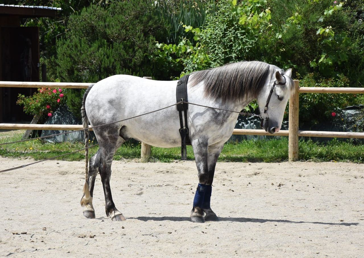Urgent À vendre négociable