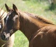 Pouliche paint horse