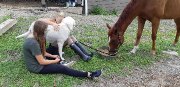 Cheval pour manège et randonnée en selle classique