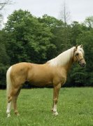 Famille recherche cheval