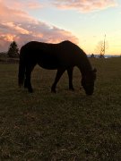 2 magnifiques chevaux