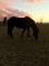 2 magnifiques chevaux
