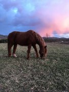 2 magnifiques chevaux