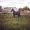 Pension pour vieux cheval recherchée