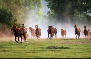 Cheval à chouchouter