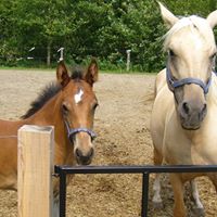 Pension pour chevaux à LaPrésentation