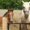 Pension pour chevaux à LaPrésentation