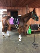 Selle dressage