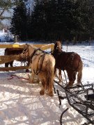 Poneys d'attelage et de selle avec beaucoup...