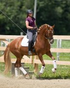 Cours de dressage région de Quebec