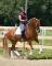 Cours de dressage région de Quebec