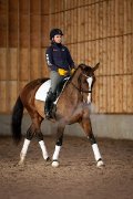 Cours de dressage région de Quebec