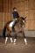 Cours de dressage région de Quebec