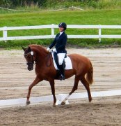 Cours de dressage région de Quebec