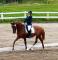 Cours de dressage région de Quebec
