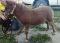 Poulain miniature