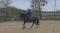 Harry, thoroughbred noir, 14 ans, 16'2