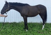 Harry, thoroughbred noir, 14 ans, 16'2