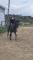 Harry, thoroughbred noir, 14 ans, 16'2