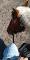 Jeune jument QH
