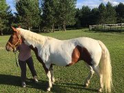 Jeune jument QH