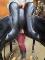 Selle de dressage Equation saddlery modèle...