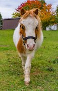 Chevaux miniatures hongres de 8 ans