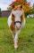 Chevaux miniatures hongres de 8 ans
