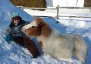 Chevaux miniatures hongres de 8 ans