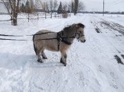 Chevaux miniatures hongres de 8 ans