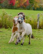 Chevaux miniatures hongres de 8 ans
