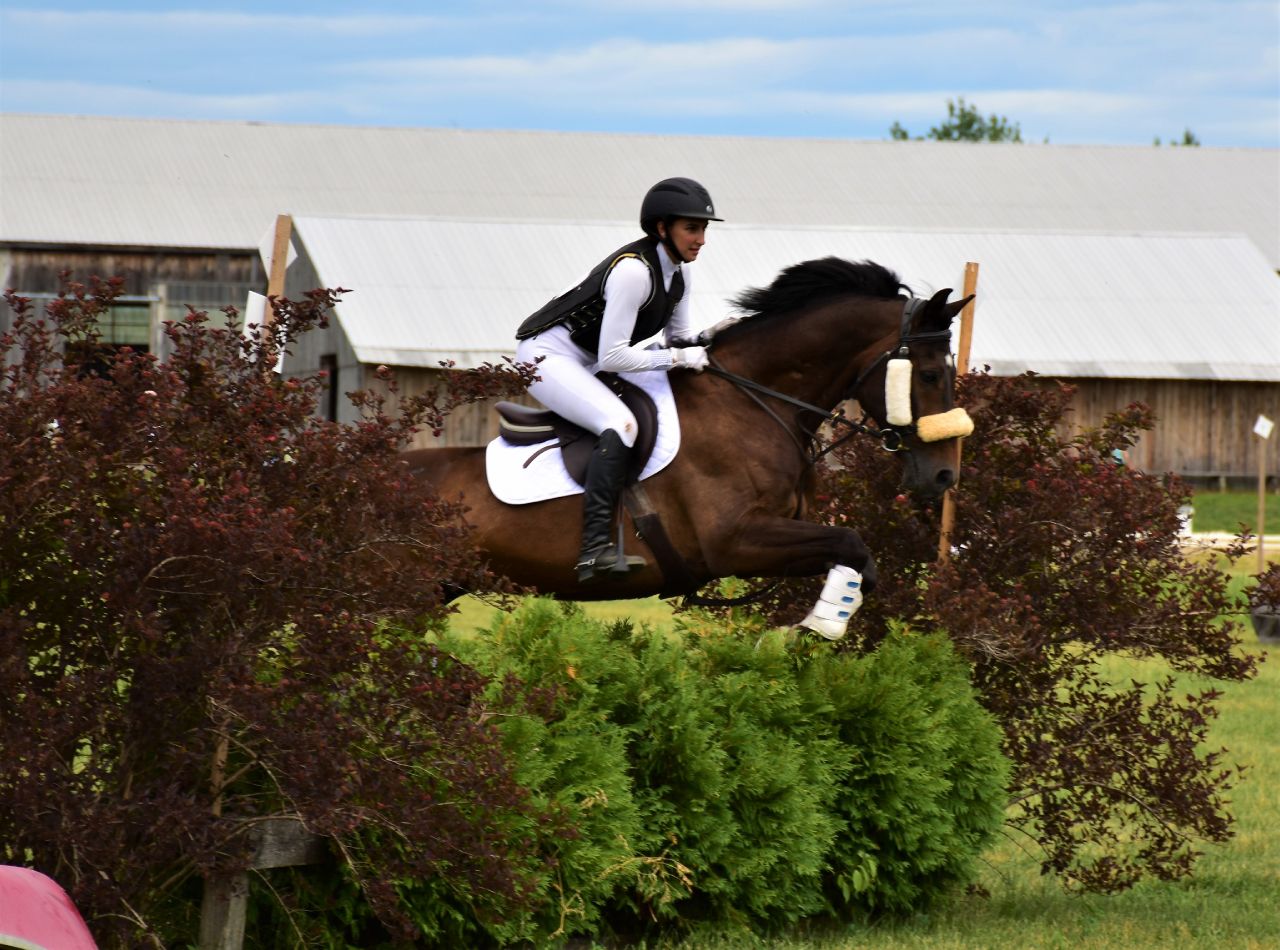 Cheval de concours complet / Demi pension