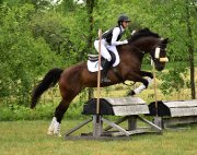 Cheval de concours complet / Demi pension