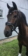 Cheval de concours complet / Demi pension