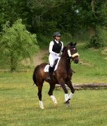 Cheval de concours complet / Demi pension