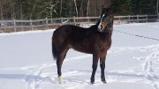 Prospect chasseur - Ferrero