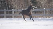 Prospect chasseur - Ferrero