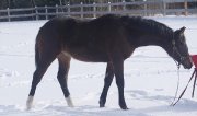 Prospect chasseur