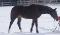 Prospect chasseur
