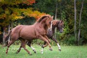 Professeur/moniteur poney recherché! À Laval !