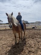 Recherche demi-pensionnaire avec expérience chevaux de trait