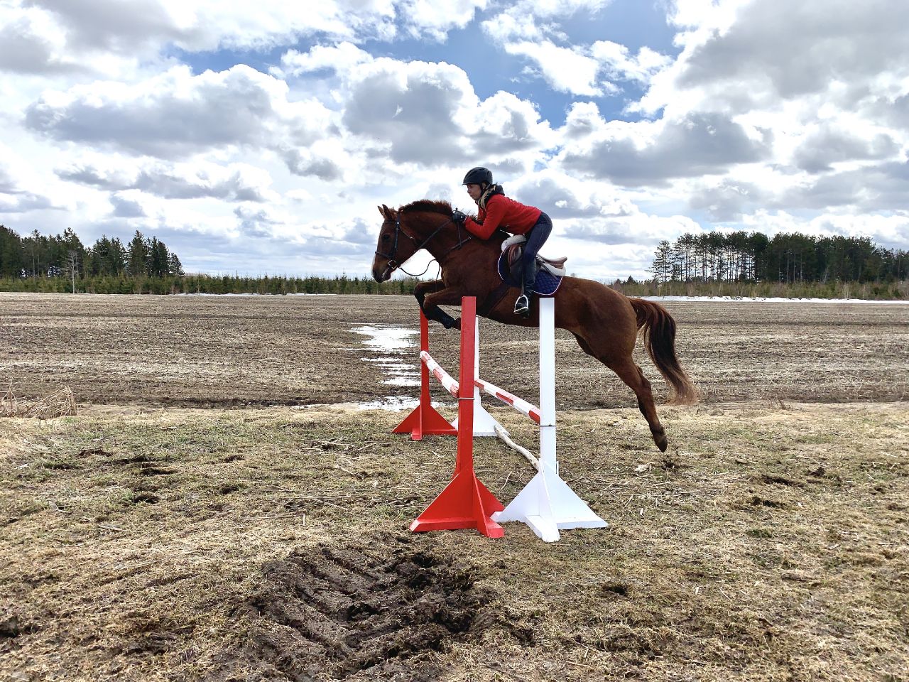 - Recherche cheval -