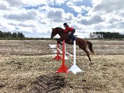 - Recherche cheval -
