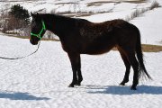 VENDU Quarter horse enr.
