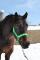 VENDU Quarter horse enr.