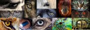 Questionnaire naturopathie animalière et soins...