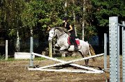 Recherche un cheval à vendre pour le saut