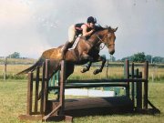 Éducation et entraînement de chevaux