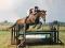 Éducation et entraînement de chevaux